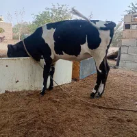 گاو ماده
