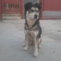 هاسکی چشم آبی