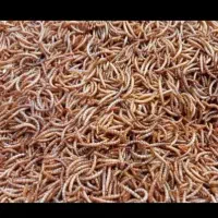 فروش کرم میلورم خشک