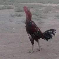 خروس لاری افغان