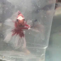 فایتر هافمون