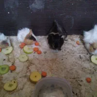 خوکچه هندی|موش و خرگوش|کاشمر, |دیوار