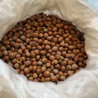 فندق خشک ، مغز فندق خشک|خوردنی و آشامیدنی|رشت, دیلمان|دیوار