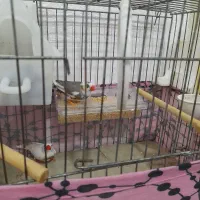 فنچ نروماده سرحال|پرنده|باوی, |دیوار