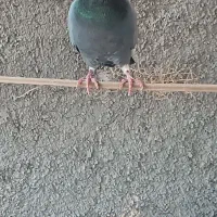 کفتر|پرنده|بهاباد, |دیوار