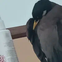 مرغ مینا|پرنده|شاهرود, |دیوار