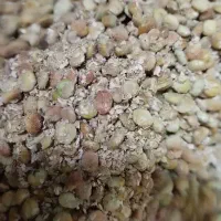 ترشه سپی تازه