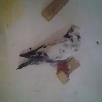 پلاکی جنگ نر|پرنده|بم, |دیوار