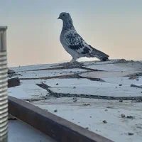 کبوتر ترکیه ای|پرنده|چادگان, |دیوار