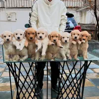 توله‌های گلدن رتریور|سگ|تهران, درکه|دیوار