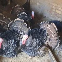 بوقلمون محلی