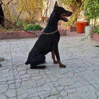 دوبرمن ماده
