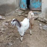 2راس بزغاله نر ماده نژاد دار|حیوانات مزرعه|همدان, |دیوار