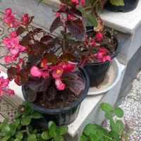 انواع گل فقط ۱۵تومن به علت کمبود جا|گل و گیاه طبیعی|واجارگاه, |دیوار