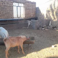 فروش بز و نربز سانن