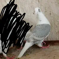 گراف ماده ذات درست|پرنده|تربت جام, معدآباد|دیوار