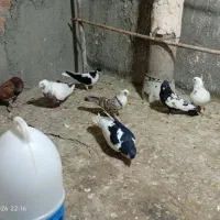۸کفتر.