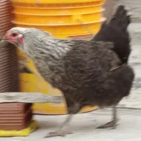 مرغ|حیوانات مزرعه|اردبیل, |دیوار