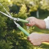 هرس گل وگیاه وباغچه