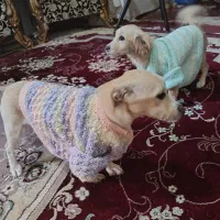 اجاره-دامداری-اقبالیه