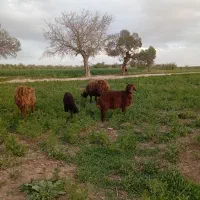 میش بره جوان درجه یک قیمت مناسب