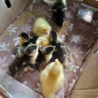 جوجه اردک خارجی توار درشت|حیوانات مزرعه|قائم‌شهر, |دیوار