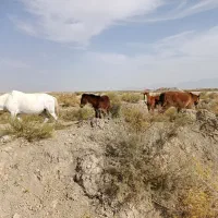 فروش چهار عدد اسب