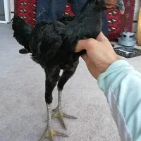 لاری شامو تخم گذار