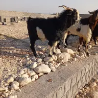 کهره وبره نر|حیوانات مزرعه|بندر کنگان, |دیوار