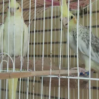 عروس هلندی مولد