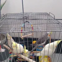 2عدد سه تا بچه جوجه