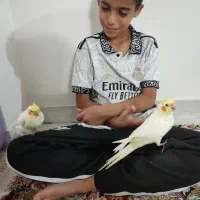 جوجه عروس هلندی