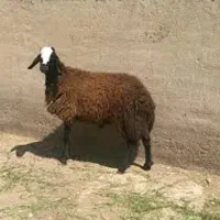 گوسفند،گوساله،بره نر،وزن ۳۰ کیلو تا ۸۰،بدونه واسطه