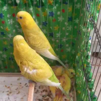 مرغ عشق باجوجه