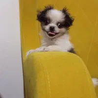 دختر پیکنیز نقلی و پامرانین