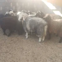 فروش بره چاق|حیوانات مزرعه|بختگان, |دیوار