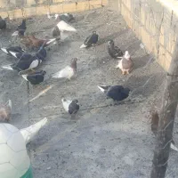 بیست خورده ای نر پریده ضمانتی