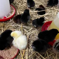 جوجه محلی جوجه کاکلی جوجه گردن لخت|حیوانات مزرعه|آستارا, |دیوار