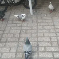 کبوتر|پرنده|گرگان, |دیوار