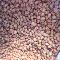لوبیا چیت و لوبیا قرمز