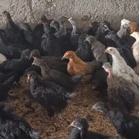 جوجه سه۳ماه گلپایگان ی جهاد ی مرغ|حیوانات مزرعه|اصفهان, نصرآباد|دیوار