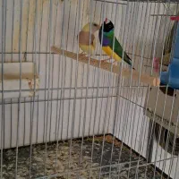 فنج گلدین