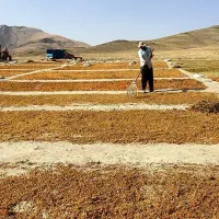 سبزه کشمش انگوری دودی و تیزاب|حراج|ملایر, |دیوار
