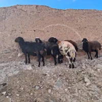 ۴ راس قوچ و بره قوچی