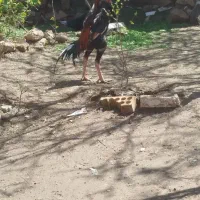 خروس لاری شامو