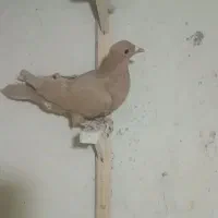 3جونگو و جوجه زرد