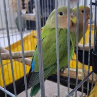 طوطی برزیلی دستی