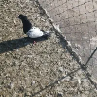 سه تا کبوتردر عجبشیر|پرنده|بناب, |دیوار