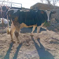 گاو باگوساله