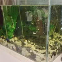 اکواریوم همراه با بچه ماهی